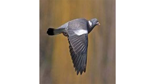 İnce ve Büyük Av tarihleri açıklandı